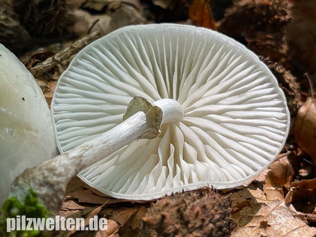 Buchenschleimrübling, Mucidula mucida