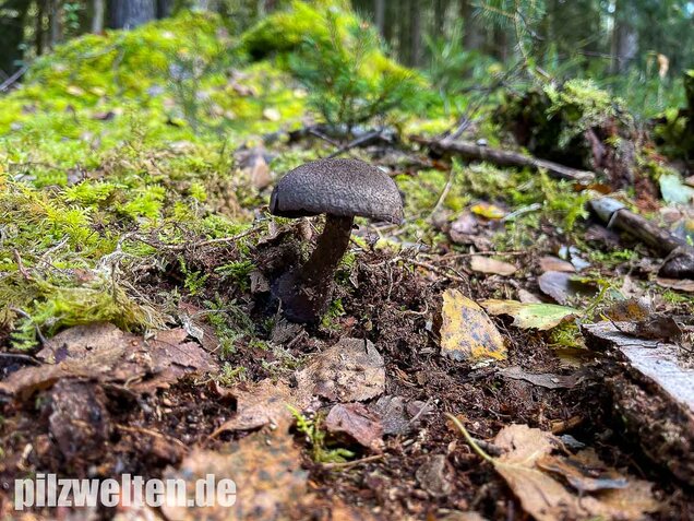 Dunkelvioletter Nadelwaldschleierling, Cortinarius hercynicus