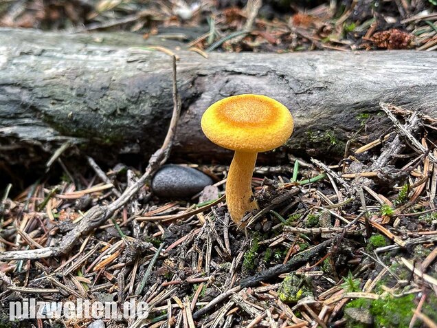 Falscher Pfifferling, Afterleistling, Hygrophoropsis aurantiaca