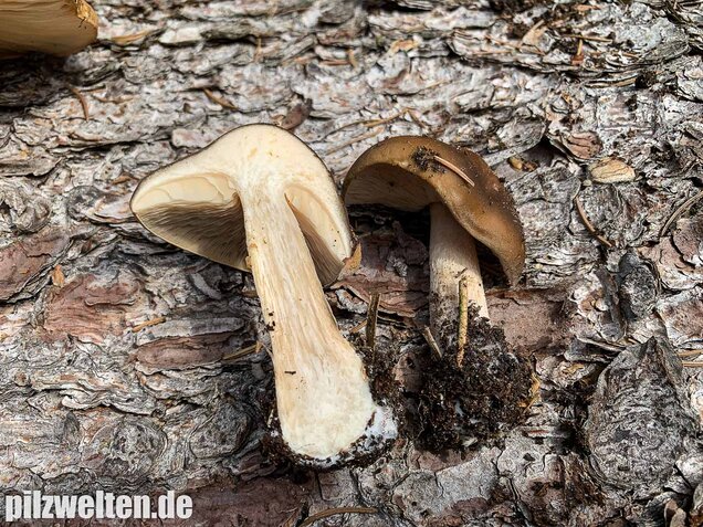 Frühjahrsweichritterling, Melanoleuca cognata