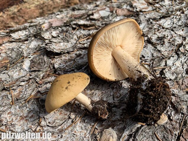 Frühjahrsweichritterling, Melanoleuca cognata
