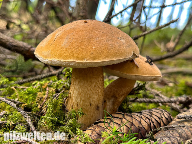 Gallenröhrling, Bitterling, Bitterpilz, Tylopilus felleus