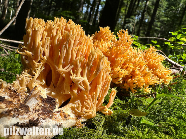 Gebirgskoralle, Largents Korallenpilz, Ramaria largentii