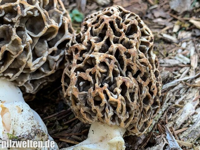 Graue Speisemorchel, Morchella vulgaris