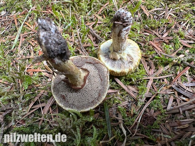 Gelbfleischiger Lärchenröhrling, Bresadolas Lärchenröhrling, Suillus bresadolae