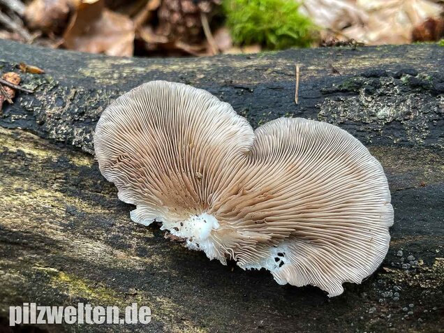 Großes Stummelfüßchen, Crepidotus autochthonus