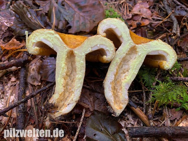 Grubiger Milchling, Lactarius scrobiculatus