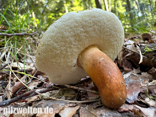 Hasenröhrling, Zimtröhrling, Gyroporus castaneus