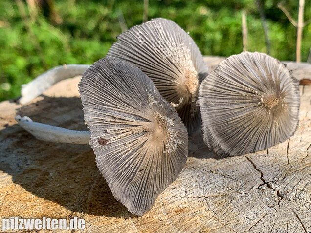 Hasenpfote, Coprinopsis lagopus
