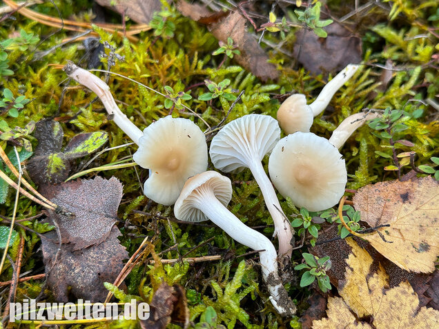 Jungfernellerling, Glasigweißer Ellerling, Cuphophyllus virgineus