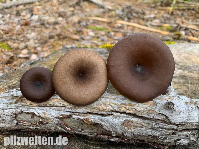 Kaffeebrauner Gabeltrichterling, Pseudoclitocybe cyathiformis