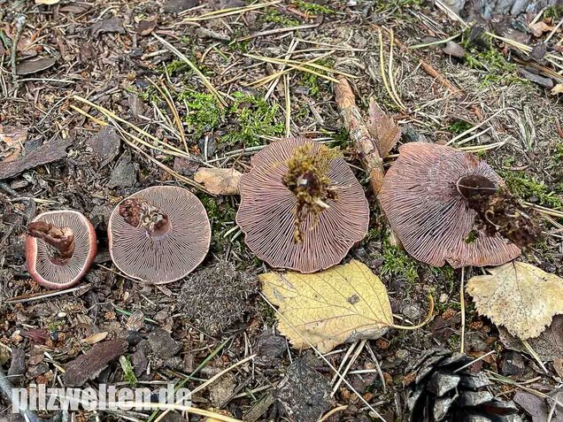 Kampfermilchling, Lactarius camphoratus