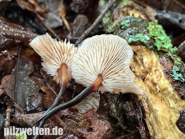 Kohlstinkschwindling, Gymnopus brassicolens