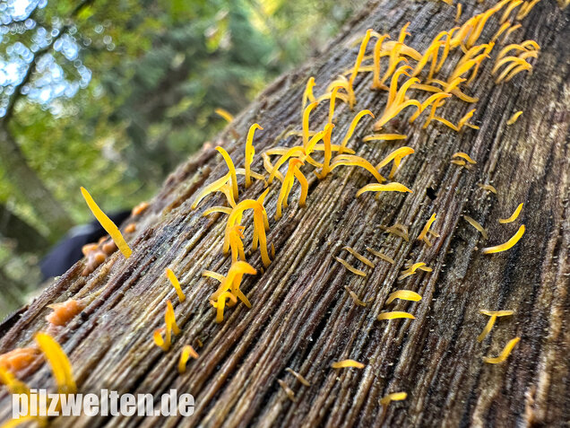 Laubholzhörnling, Calocera cornea