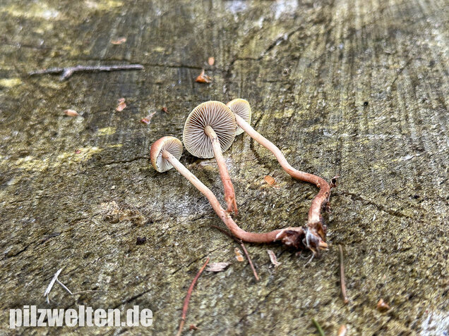 Natternstieliger Schwefelkopf, Hypholoma marginatum