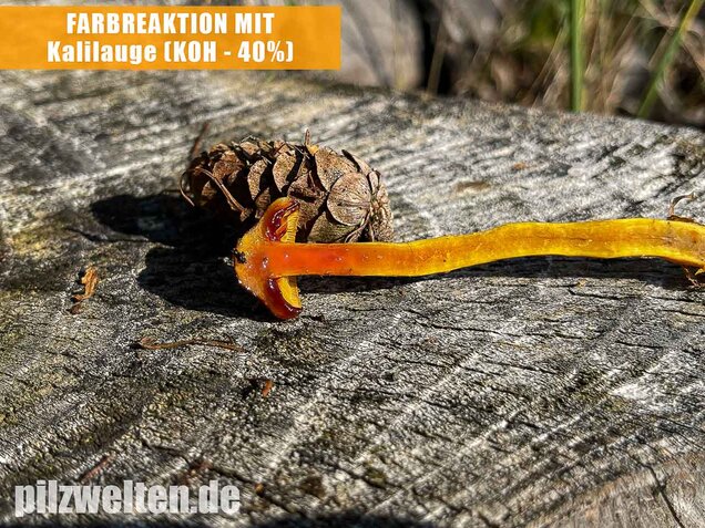 Orangefüssiger Hautkopf, Cortinarius bataillei