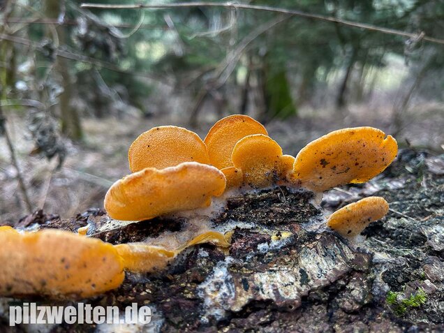 Orangeseitling, Phyllotopsis nidulans