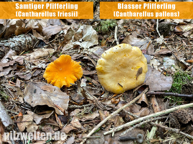 Blasser Pfifferling, Cantharellus pallens