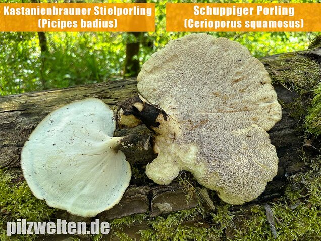 Kastanienbrauner Stielporling, Süßriechender Porling, Picipes badius