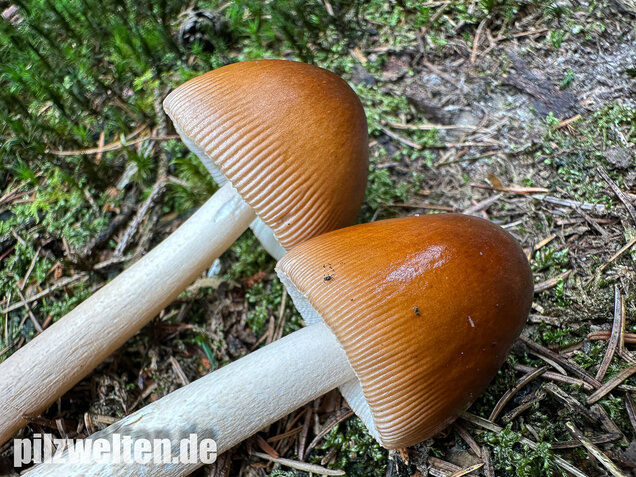 Rotbrauner Scheidenstreifling, Amanita fulva