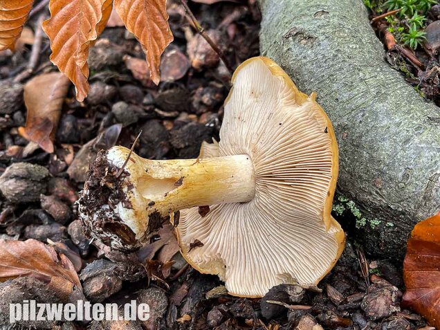 Sägeblättriger Klumpfuß, Cortinarius multiformis