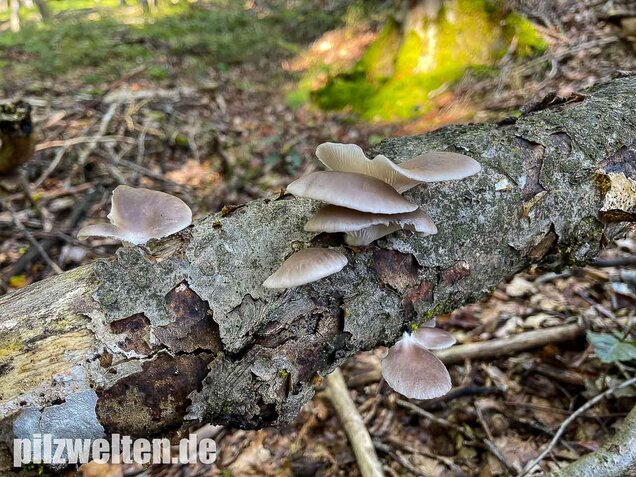 Sommer-Austernseitling, Pleurotus ostreatus forma florida
