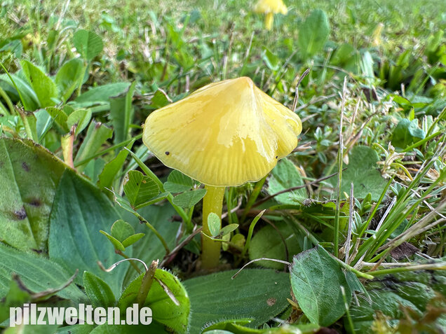 Safrangelber Saftling, Hygrocybe acutoconica
