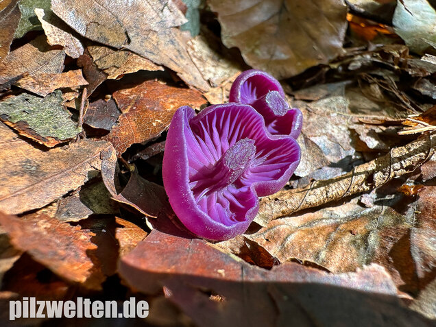 Violetter Lacktrichterling, Laccaria amethystina