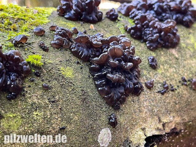 Warziger Drüsling, Exidia nigricans