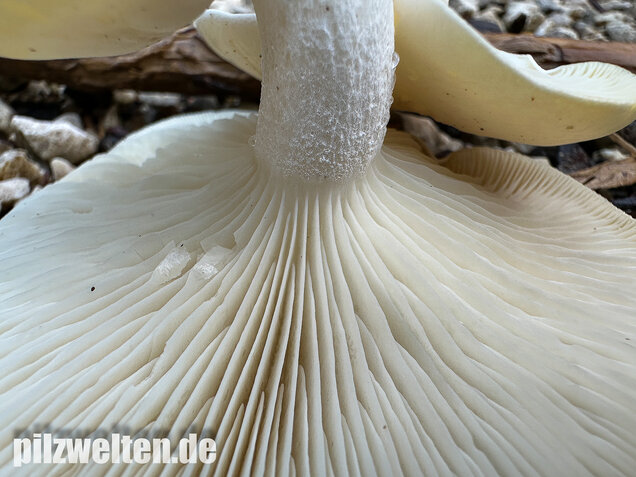 Weißer Büschelrasling, Leucocybe connata