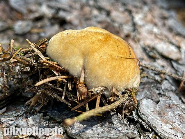 Weißer Polsterpilz, Postia ptychogaster