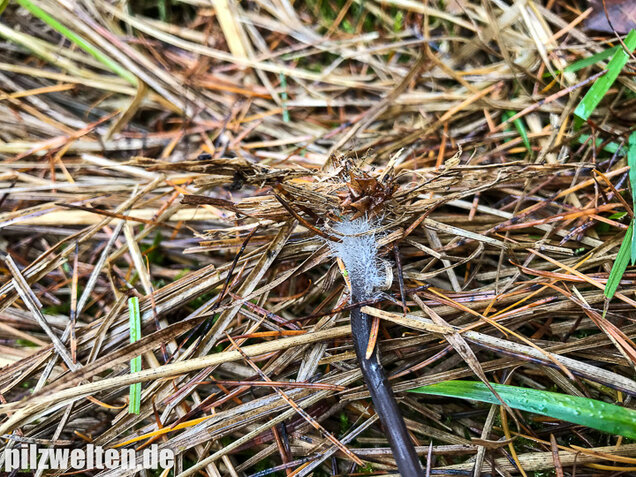 Weißmilchender Schwarzhelmling, Mycena leucogala
