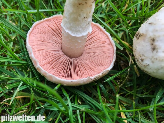 Wiesenchampignon, Agaricus campestris