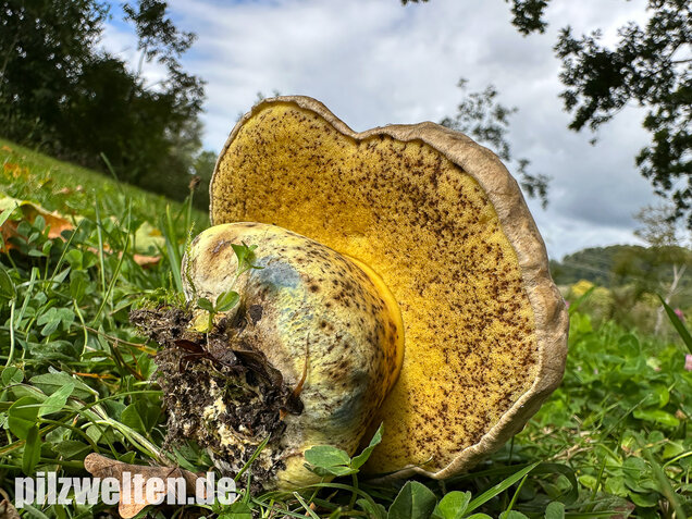 Wurzelnder Bitterröhrling, Caloboletus radicans