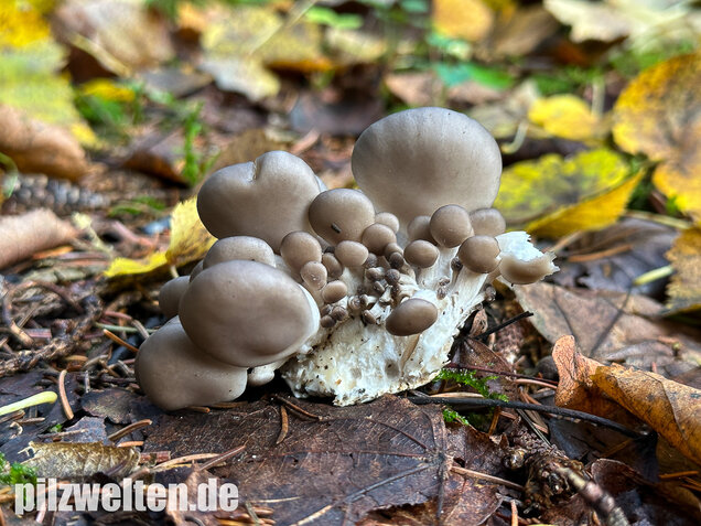 Austernseitling, Austernpilz, Kalbfleischpilz, Pleurotus ostreatus