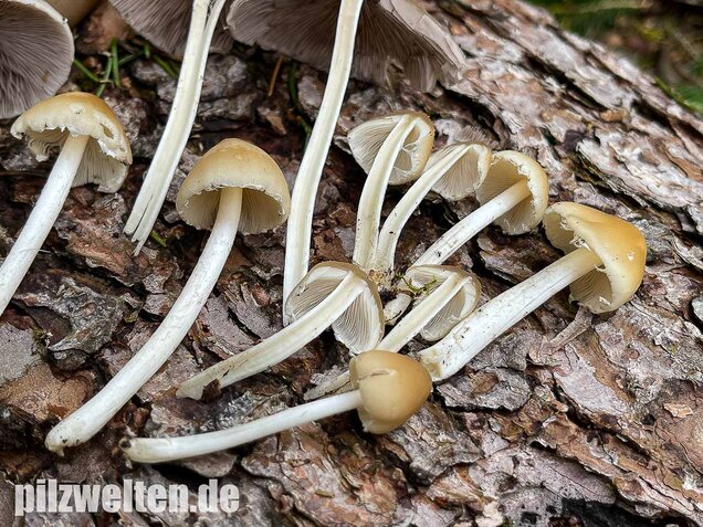 Behangener Faserling, Psathyrella candolleana