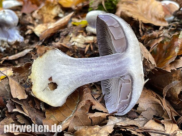 Blauer Klumpfuß, Cortinarius caerulescens