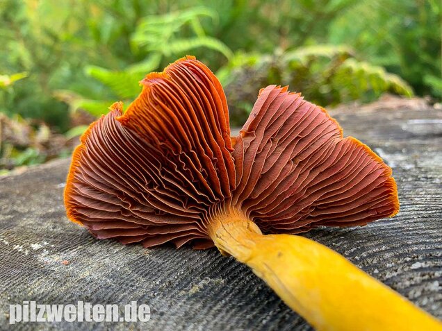 Blutblättriger Hautkopf, Cortinarius semisanguineus