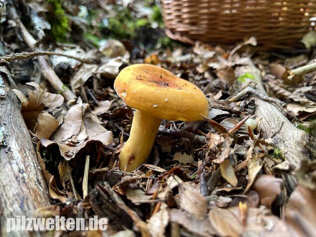 Milchbrätling, Lactifluus volemus