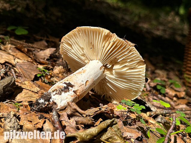 Dickblättriger Schwärztäubling, Russula nigricans