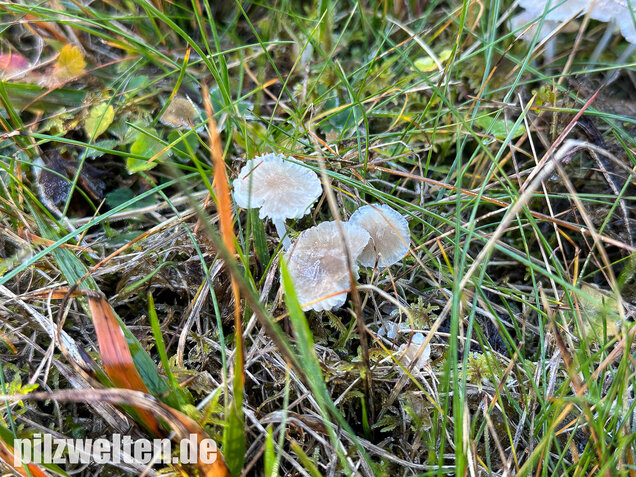 Ellerlings-Scheinhelmling, Rasenscheinhelmling, Hemimycena mairei