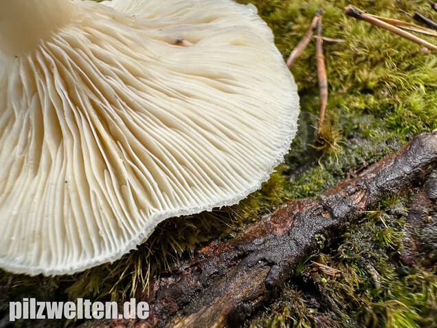 Flaumiger Moormilchling, Lactarius scoticus