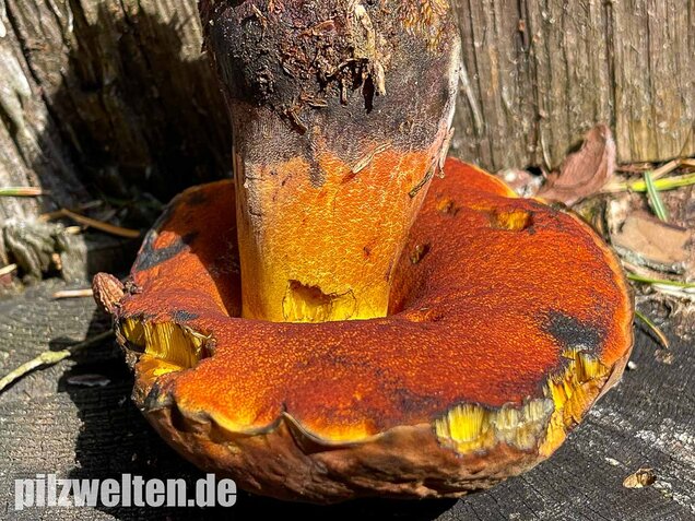 Flockenstieliger Hexenröhrling, Neoboletus erythropus