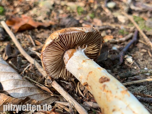 Fuchsigbrauner Schleimkopf, Cortinarius vulpinus