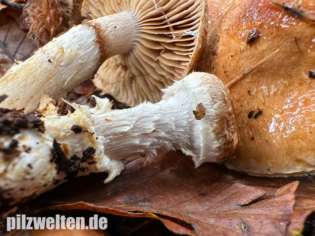Fuchsigbrauner Schleimkopf, Phlegmacium vulpinum