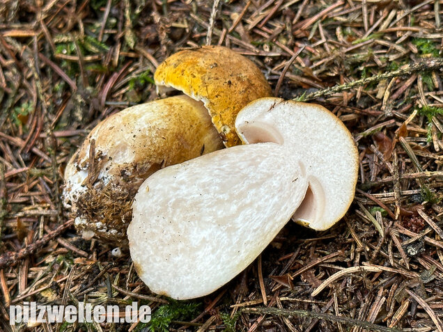 Gallenröhrling, Bitterling, Bitterpilz, Tylopilus felleus