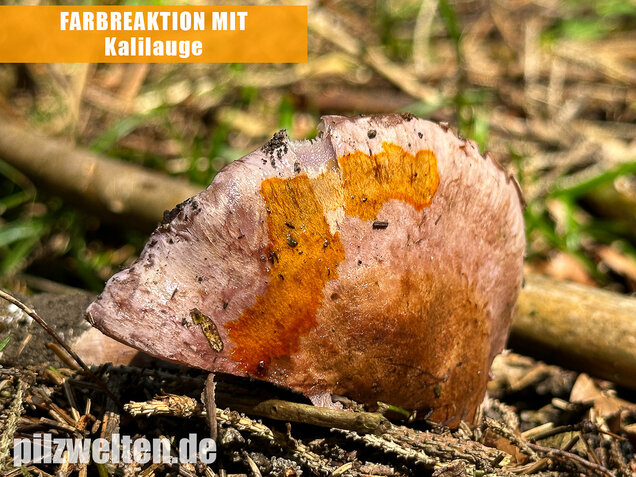 Dunkelfleckender Schleimkopf, Phlegmacium violaceomaculatum