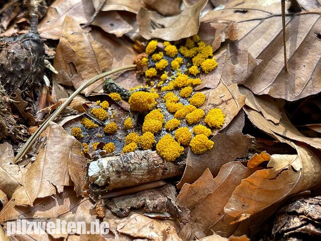 Gelber Eierschleimpilz, Physarum virescens