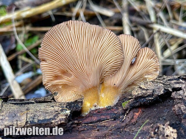 Gelbstieliger Muschelseitling, Sarcomyxa serotina