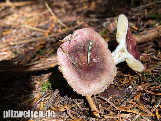 Geriefter Weichtäubling, Russula nauseosa